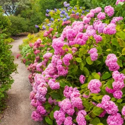 Hortensia rose - Des boules roses tout l'été