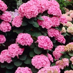 Hortensia 'Rosita' - Le rose vif qui dure
