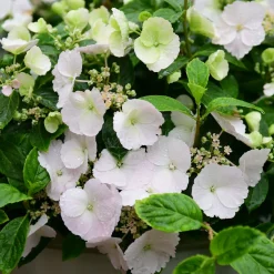 Hortensia Runaway Bride® Snow White - Cascade de fleurs blanches