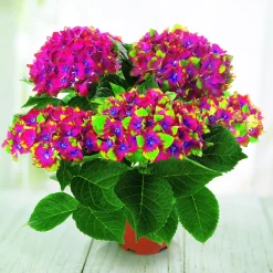 Hortensia Saxon ® - Des fleurs fuchsia tout l'été