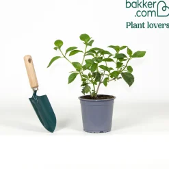 Hortensia Saxon ® - Des fleurs fuchsia tout l'été