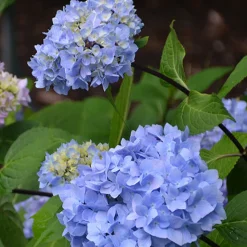 Hortensia So Long® Ebony Monmar - Des tiges noires spectaculaires
