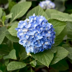 Hortensia So Long® Ebony Monmar - Des tiges noires spectaculaires