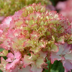 Hortensia So Long® Sunny - Fleuri tout l'été sans effort