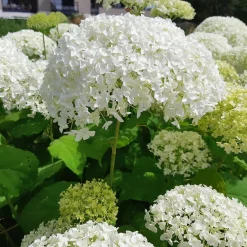 Hortensia 'Strong Annabelle' - Des fleurs qui tiennent droit