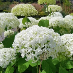 Hortensia 'Strong Annabelle' - Des fleurs qui tiennent droit