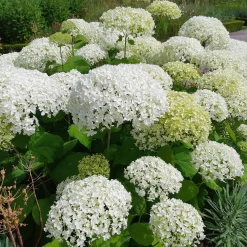 Hortensia 'Strong Annabelle' - Des fleurs qui tiennent droit