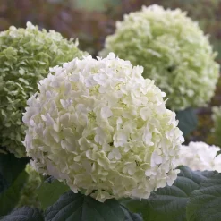 Hortensia 'Strong Annabelle' - Des fleurs qui tiennent droit
