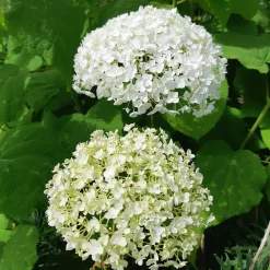 Hortensia 'Strong Annabelle' - Des fleurs qui tiennent droit