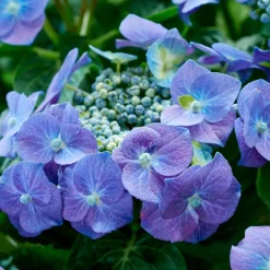 Hortensia 'Teller blue' - Le vrai bleu au jardin