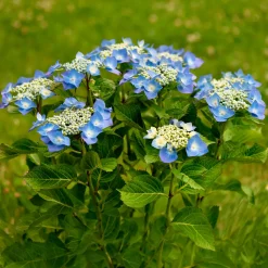 Hortensia 'Teller blue' - Le vrai bleu au jardin