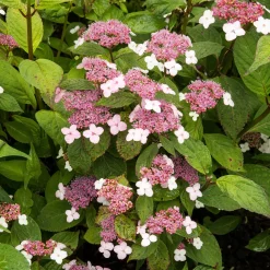 Hortensia été indien - Des fleurs qui changent de couleur