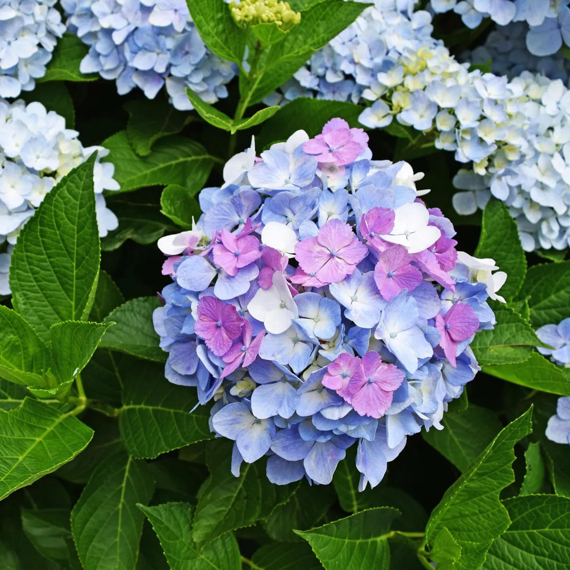 Hortensia tricolore - 3 couleurs, un seul arbuste
