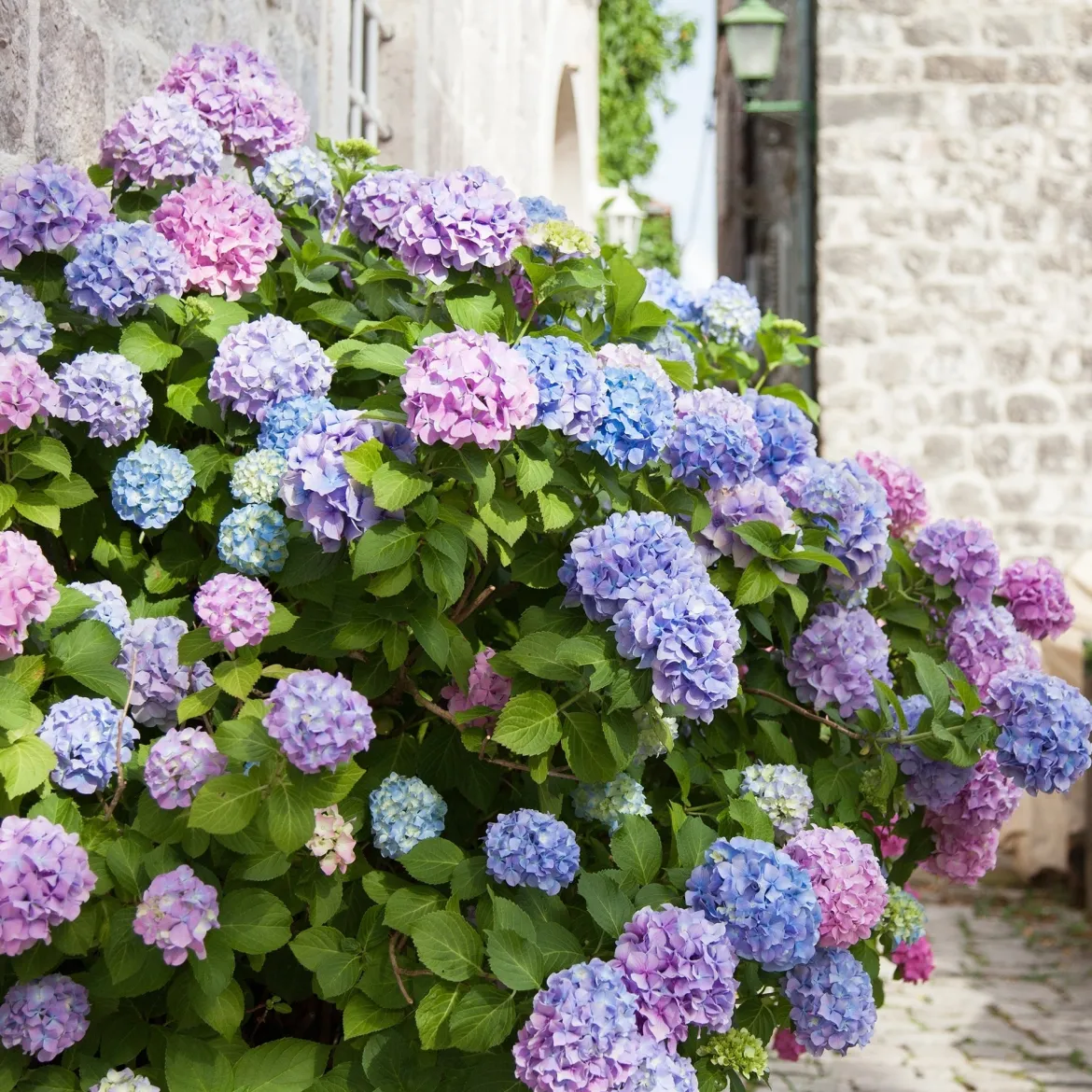 Hortensia tricolore - 3 couleurs, un seul arbuste
