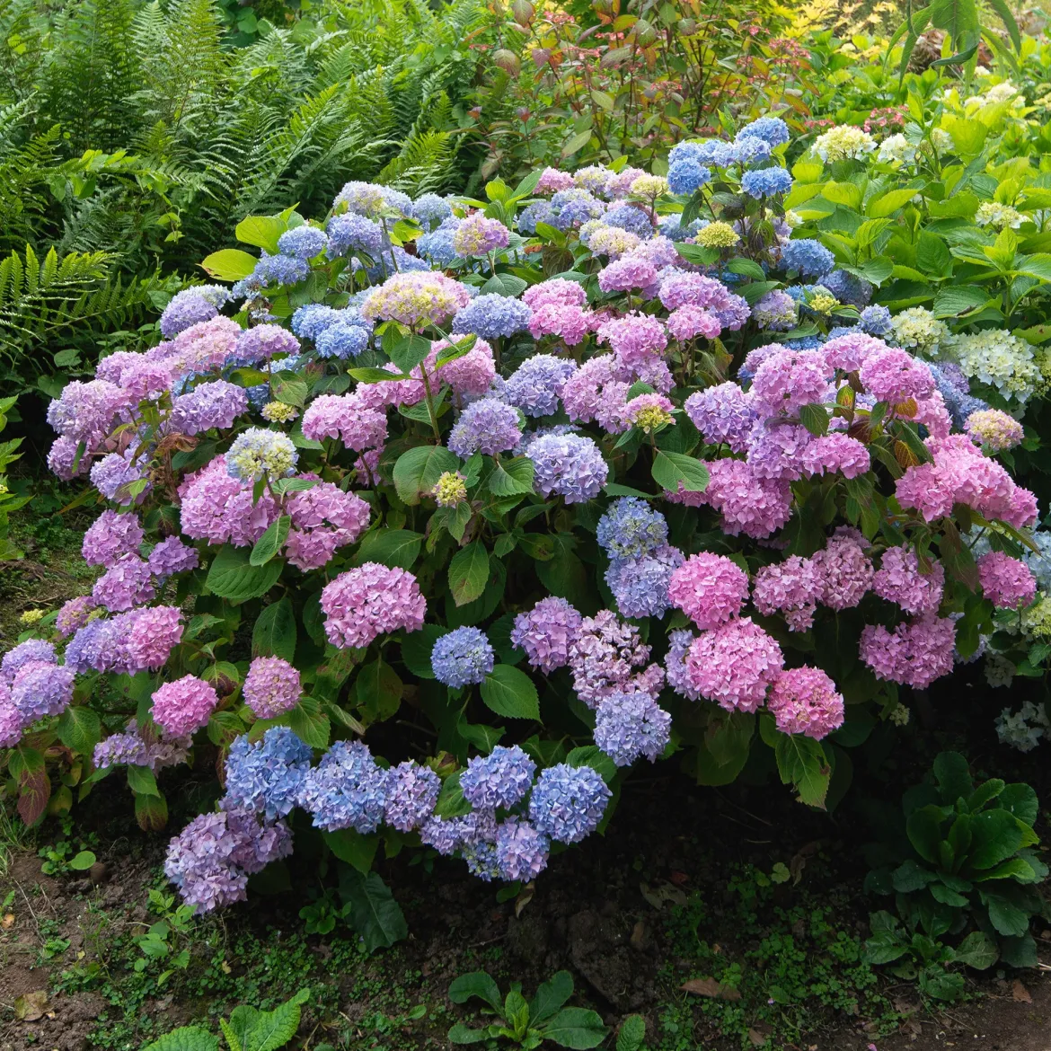 Hortensia tricolore - 3 couleurs, un seul arbuste