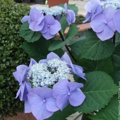 Hortensia Zorro Bleu - Un bleu qui change tout