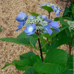 Hortensia Zorro Bleu - Un bleu qui change tout