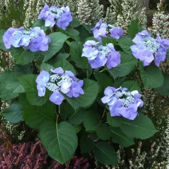 Hortensia Zorro Bleu - Un bleu qui change tout