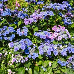 Hortensia Zorro Bleu - Un bleu qui change tout