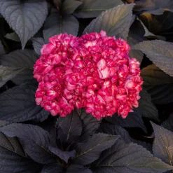 Hortensie macrophylla 'Eclipse Bailmacseven' - Feuillage sombre, fleurs rouges