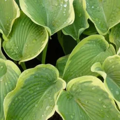 Hosta American Halo - La lumière sous vos arbres