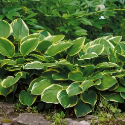 Hosta Aureomarginata Funkia - L'ombre enfin lumineuse