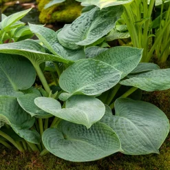 Hosta Big Daddy - Feuillage bleu géant