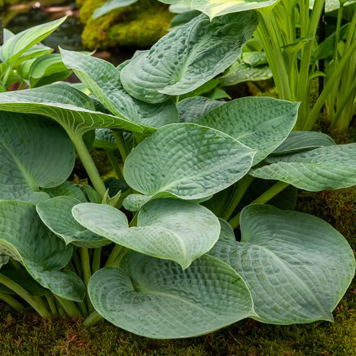 Hosta Big Daddy - Feuillage bleu géant