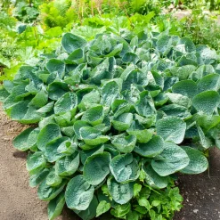 Hosta Big Daddy - Feuillage bleu géant