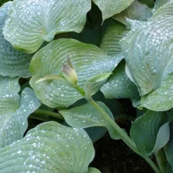 Hosta Blue Angel Funkia - Le géant bleu de l'ombre