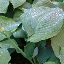 Hosta Blue Angel Funkia - Le géant bleu de l'ombre