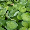 Hosta Blue Shadows - Le bleu qui illumine l'ombre
