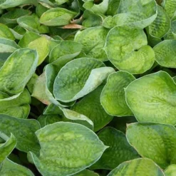 Hosta Blue Shadows - Le bleu qui illumine l'ombre
