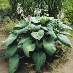 Hosta Blue Umbrellas Funkia - Le feuillage bleu qui change tout