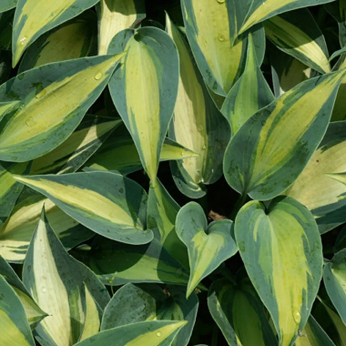 Hosta Catherine - L'ombre enfin décorée