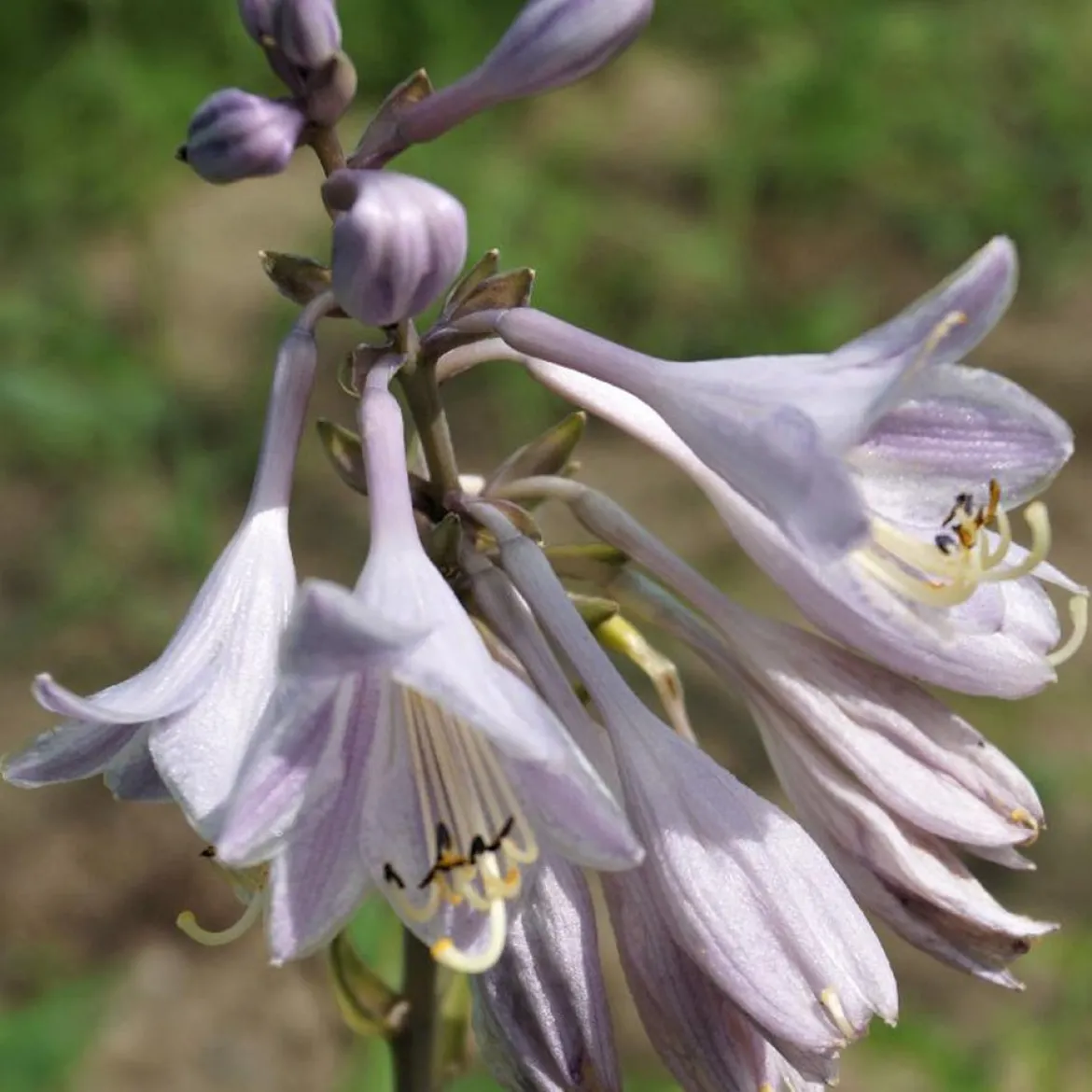 Hosta Catherine - L'ombre enfin décorée