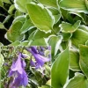 Hosta de Siebold Ginko Craig - L'ombre enfin lumineuse