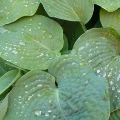 Hosta de Siebold - L'ombre enfin sublimée