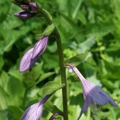 Hosta elata - L'ombre enfin sublimée