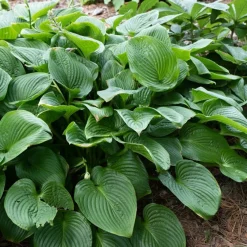 Hosta elata - L'ombre enfin sublimée