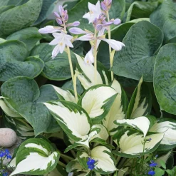 Hosta Feu et glace - Le duo blanc-vert qui illumine