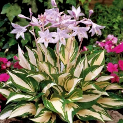Hosta Feu et glace - Le duo blanc-vert qui illumine