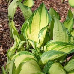 Hosta à feuilles jaunes Albopicta - L'ombre devient lumineuse