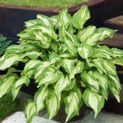 Hosta à feuilles jaunes Albopicta - L'ombre devient lumineuse