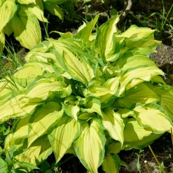 Hosta à feuilles jaunes Albopicta - L'ombre devient lumineuse