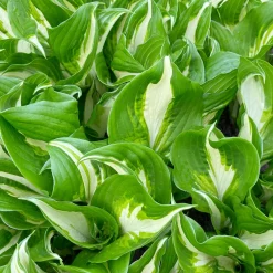 Hosta à feuilles ondulées Mediovariegata - Illuminez vos coins d'ombre