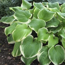 Hosta Fragrant Bouquet - L'ombre qui sent bon