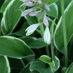 Hosta Francee - L'ombre devient lumineuse
