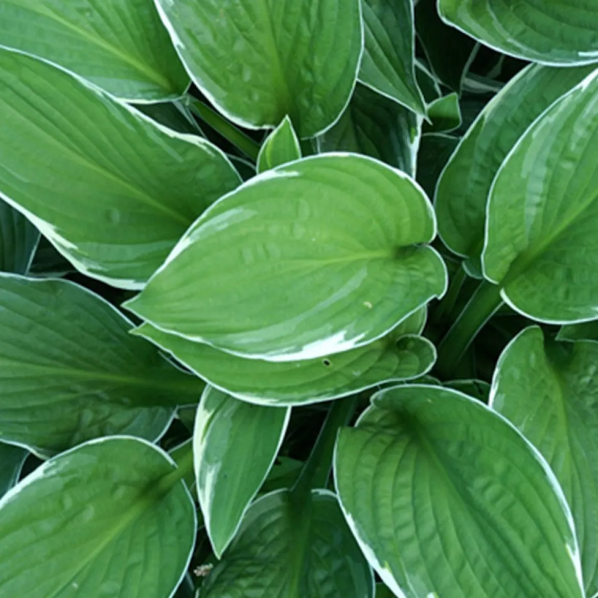 Hosta Francee - L'ombre devient lumineuse