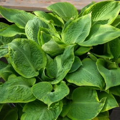 Hosta Frances Williams à marge jaune - Le roi des coins ombragés